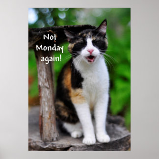 Póster Gato de Calico "Não segunda-feira de novo!" Pôster