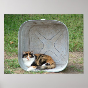 Poster Gato de chita na bacia