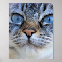 Gato de cinza