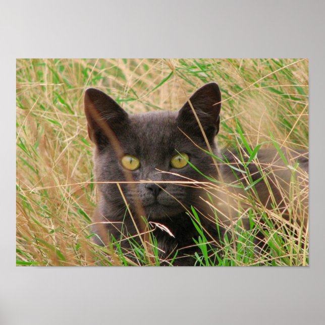 Póster Gato de cinza na Grama Alta (Frente)