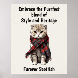 Poster Gato de dobra escocesa