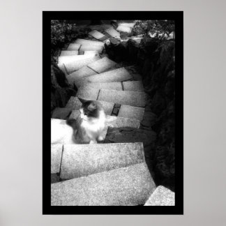 Poster Gato de Escadas de Rastreio
