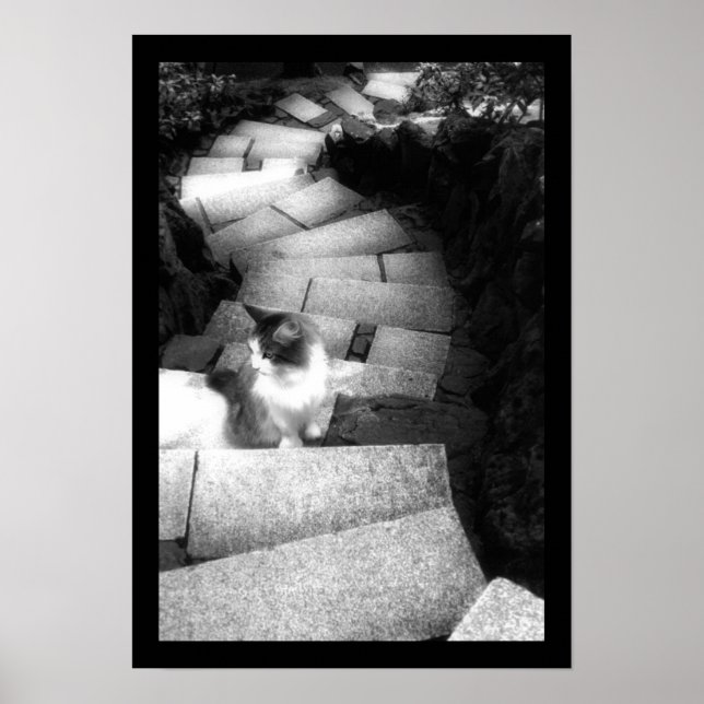 Poster Gato de Escadas de Rastreio (Frente)
