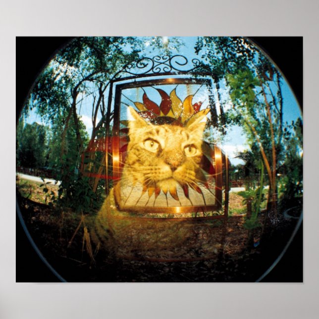 Póster Gato de Espelho (Frente)