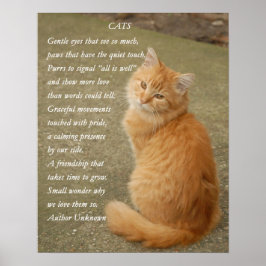 Poster Gato De Gatinho Laranja De Poema Cinto