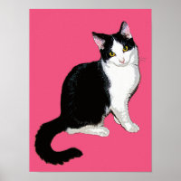 Gato de Gatinho, Preto e Branco em Rosa Quente