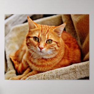 Poster Gato de gato malhado alaranjado