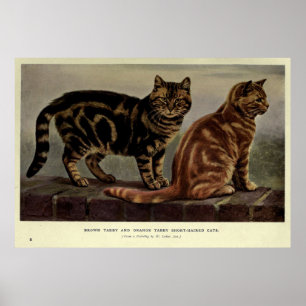 Poster Gato de gato malhado de cabelos curtos Pintura do