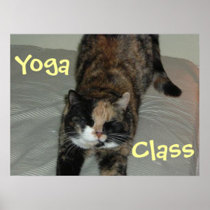 Póster Gato de ioga