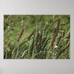 Póster Gato de nove caudas