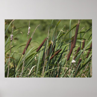 Póster Gato de nove caudas