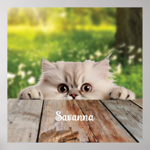 Poster Gato de Pequim Pérsico Bonito