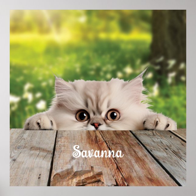 Poster Gato de Pequim Pérsico Bonito (Frente)