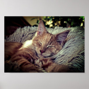 Poster Gato de racum do sono Maine no sofá
