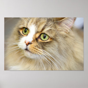 Poster Gato de Ragamuffin Attenente