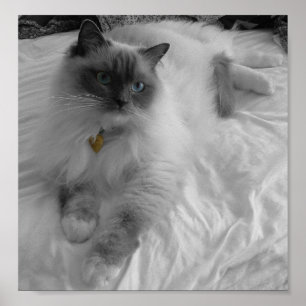 Póster Gato de Ragdoll
