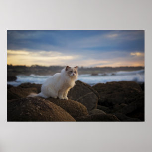 Póster Gato de Ragdoll na praia