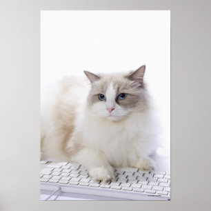 Póster Gato de Ragdoll no teclado de computador