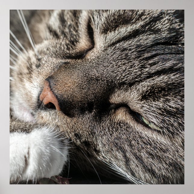 Póster Gato De Sentir (Frente)