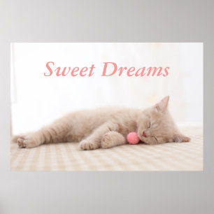 Poster Gato de Shorthair Britânico