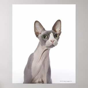 Póster Gato de Sphynx com expressão surpreendida