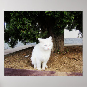 Poster Gato defecando