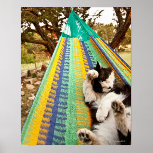 Poster Gato deitado na rede mexicana maia