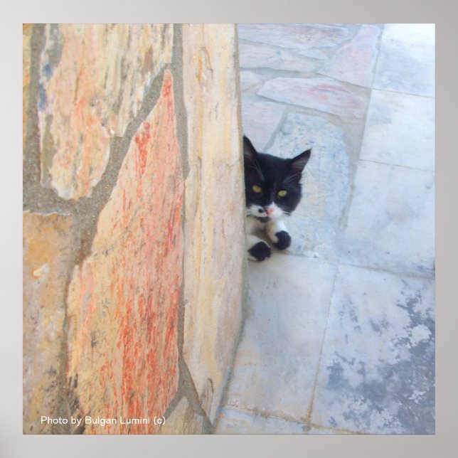 Poster GATO DETETIVE ATRÁS DA PAREDE DE PEDRA / Dia dos P (Frente)