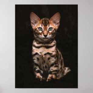 Poster Gato Doméstico Manchas Leopardo Gatinhos