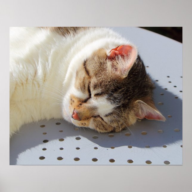 Poster Gato dormindo em um jardim (Frente)