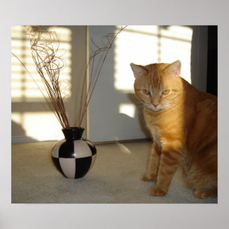 Póster gato e vaso de verificação