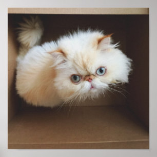 Póster Gato Em Uma Caixa