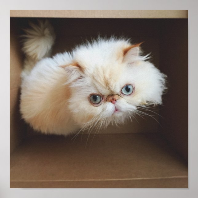 Póster Gato Em Uma Caixa (Frente)