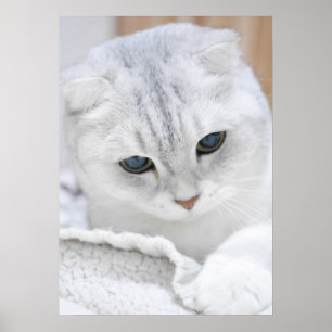 Poster Gato escocês escotticado de prata