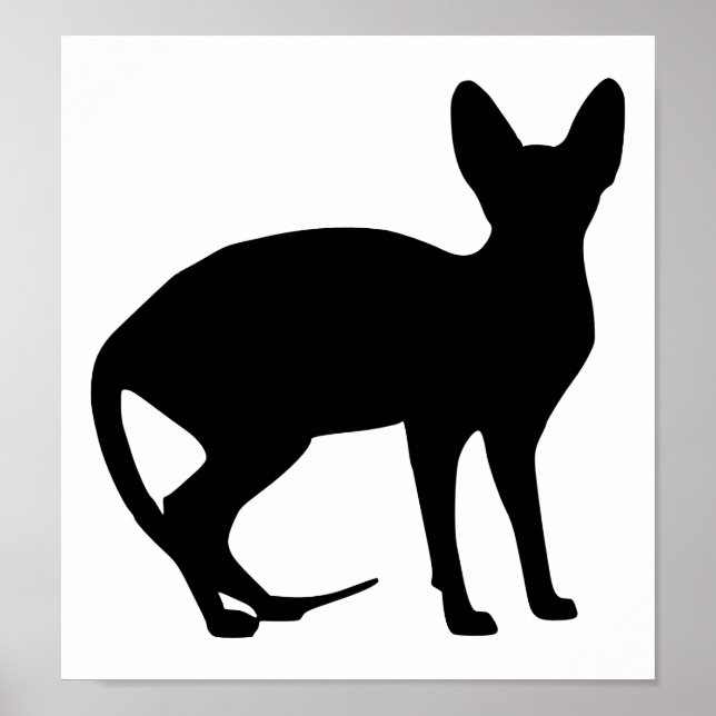 Póster Gato esfinge (Frente)