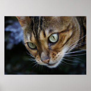 Póster Gato espiando de Bengal