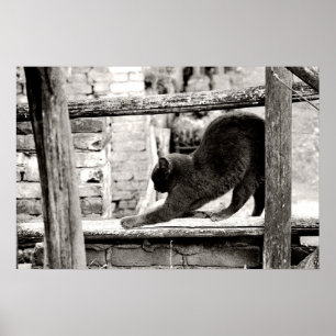 Póster gato esticando