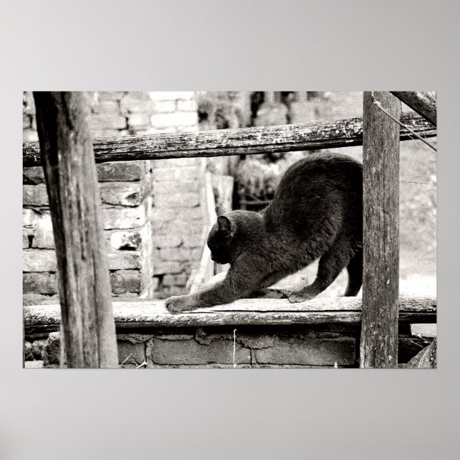 Póster gato esticando (Frente)
