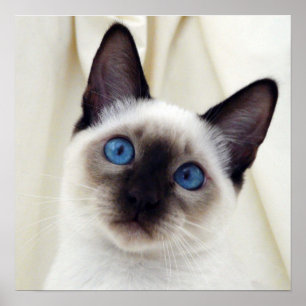 Poster Gato Gato Gelado de Gatinho Samese Pet.