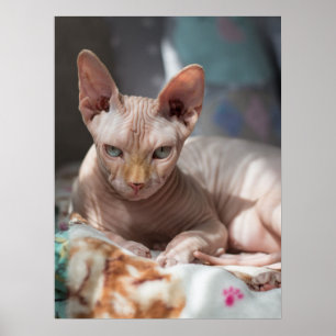 Poster Gato giro saltando sem pelo