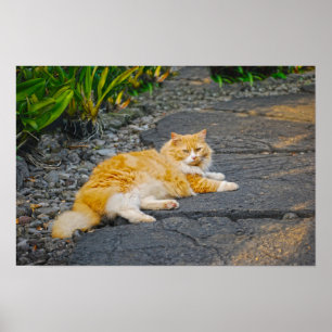 Poster Gato Grande de Laranja e Branco