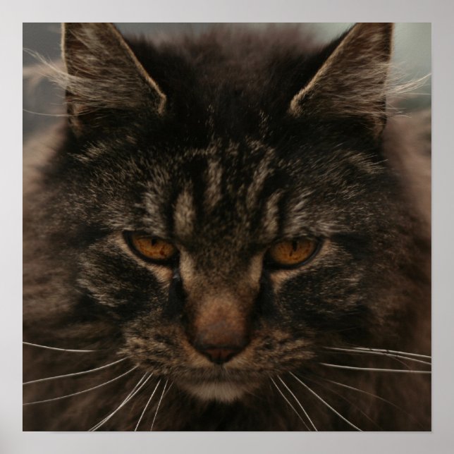 Poster Gato Grumpy (Frente)