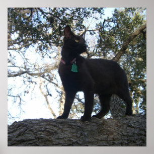 Póster Gato Guerreiro