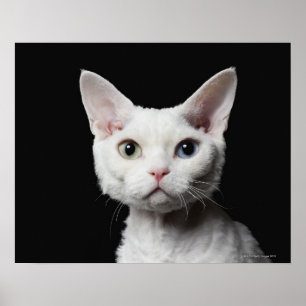 Poster Gato impar-eyed branco