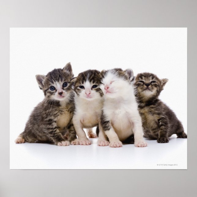 Póster gato japonês (Frente)