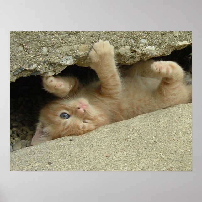 Poster Gato Kitty Humor Super Herói (Frente)