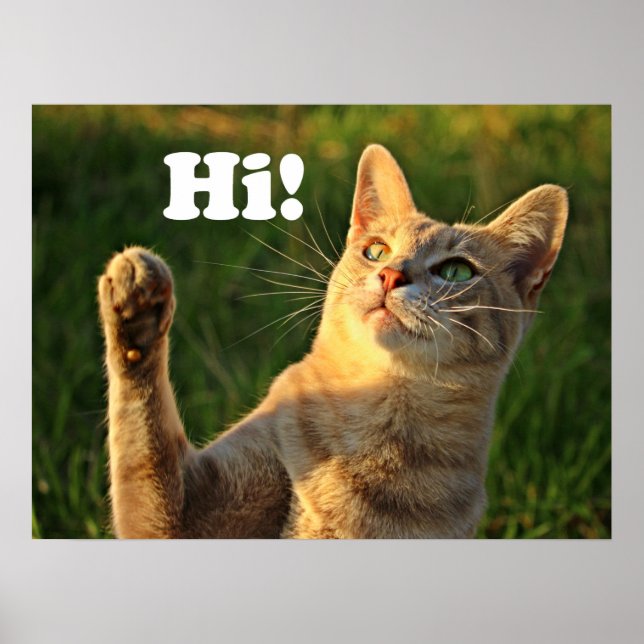 Poster Gato Laranja Dizendo Olá! (Frente)