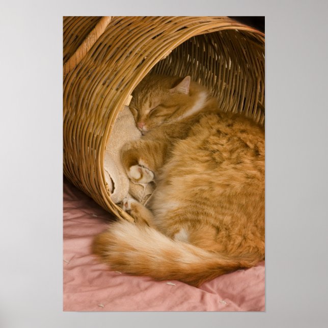 Poster Gato laranja dormindo na cesta (Frente)