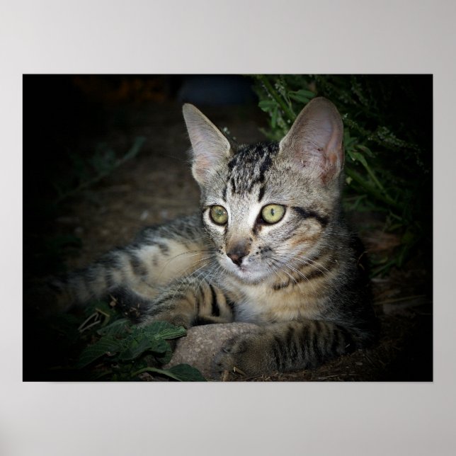 Póster Gato legal (Frente)