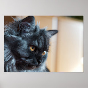 Poster Gato lindo